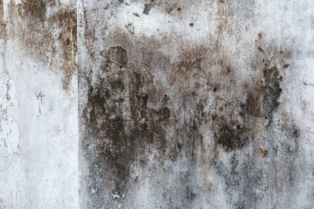Best Comprehensive Air Testing for Mold Contaminants  in High Point, FL
