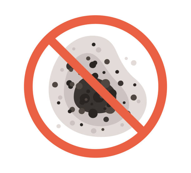 Best Mold Damage Restoration  in High Point, FL