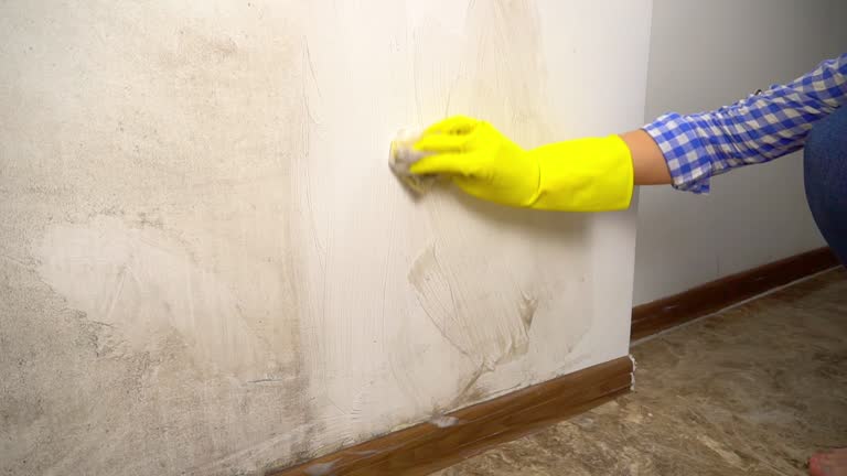 Best HVAC Mold Inspection and Cleaning  in High Point, FL
