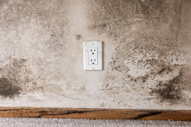 Best Real Estate Mold Inspection  in High Point, FL