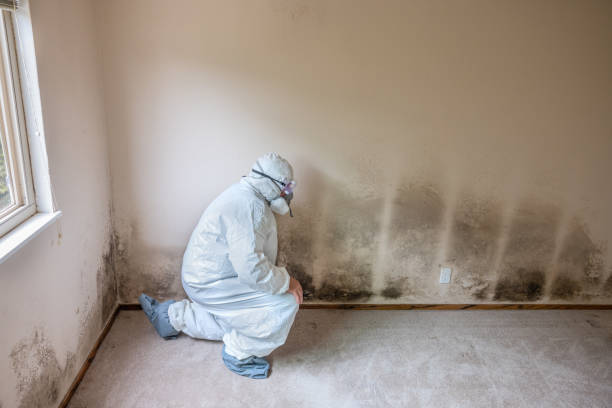 High Point, FL Mold Removal Company